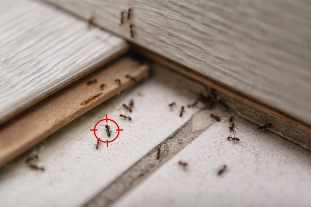 Best Rodent Control Near Me  in Mishicot, WI